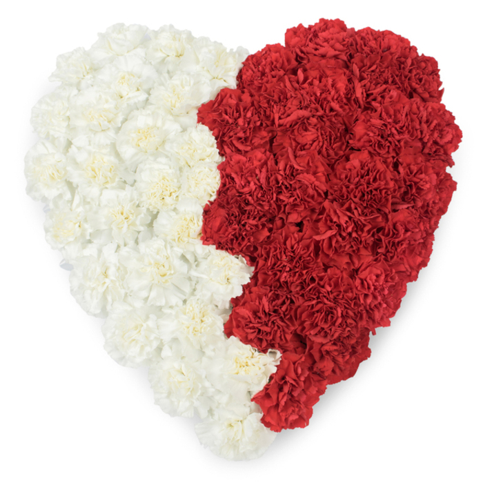 A striking, meticulously formed heart of fresh carnations photographed from above, one half filled with creamy, ivory blooms and the other with rich, deep red heads. The two halves meet along a dramatic vertical division whose edge is deliberately serrated into a series of triangular points - nine distinctive notches that give the seam a saw-tooth silhouette. This specific jagged boundary, combined with the white-and-red palette, makes the image read strongly as a national emblem while still functioning as a tender floral tribute. Each carnation's ruffled petals are visible at high density, creating a tactile, quilted surface that seems soft to the touch and saturated with colour despite the pure white studio background that isolates the heart.
Prepared by an experienced Mitcham florist, this arrangement is both a technical exercise in packing and a gesture of meaning; it could be used for diplomatic or cultural events, national day displays, or memorials where clear symbolism is important. Flower Delivery Mitcham would arrange and place such a piece with attention to proportion and symmetry, advising on placement near Mitcham Junction or the town's civic spaces so the heart reads clearly from above and at eye level. The scent, texture, and precise geometry together make the piece memorable, dignified, and unmistakably crafted.