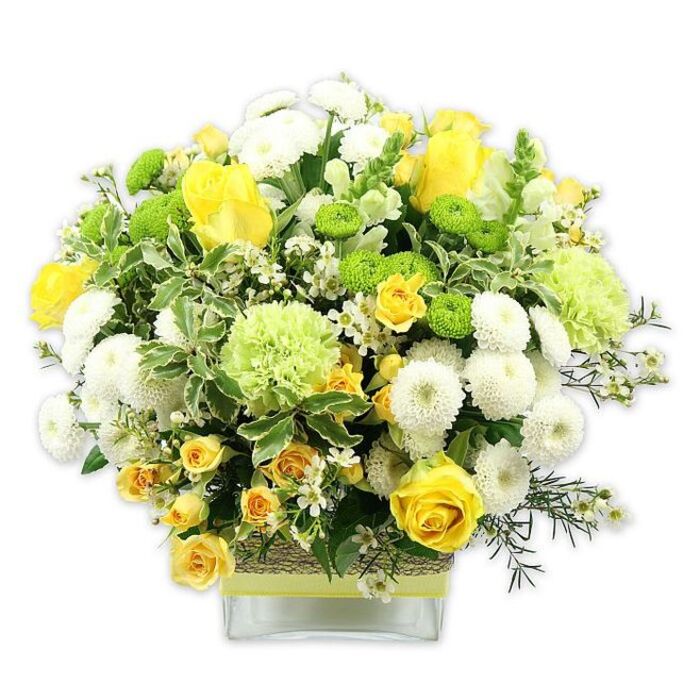 A lush, dome-shaped bouquet in a palette of sunshine yellow, crisp white, and fresh green is beautifully presented in a low, square glass vase, set against a spotless white background that highlights each bloom. The composition feels both polished and inviting, much like a well-kept Mitcham front garden in late spring. At the heart of the arrangement, large yellow roses open fully, revealing their velvety, layered petals, while smaller yellow spray roses tuck themselves between them, adding volume and a sense of gentle movement. Interspersed throughout the yellow blooms are rounded white pompom chrysanthemums, their dense, globe-like heads giving structure and a soft, cushion effect. Contrasting with the whites and yellows, bright lime green button chrysanthemums pop up like small, spherical beads of colour, adding a playful, contemporary twist. Larger, softly frilled pale green blooms, similar to fancy green carnations or specialty mums, provide a soothing transition between the more intense colours, expanding the bouquet's texture. Surrounding the flowers, rich foliage frames the design: broad, variegated leaves with pale edges create a light, almost luminous border, while darker, slender filler greens weave in and out, adding depth and a natural flow. Tiny white filler flowers, scattered like stars across the sky, fill the remaining spaces, giving the arrangement an airy lightness despite its generous fullness. The clear glass vase showcases the neatly arranged stems, and its middle section is wrapped with a band of rustic, woven natural fibre or bark, over which a ribbon in lime green or soft yellow is tied horizontally, echoing the fresh palette above. The overall effect is uplifting and warm, ideal as a celebratory gift or bright centerpiece for a home or office in Mitcham, whether near Cricket Green, Pollards Hill, or along the quiet residential streets nearby.