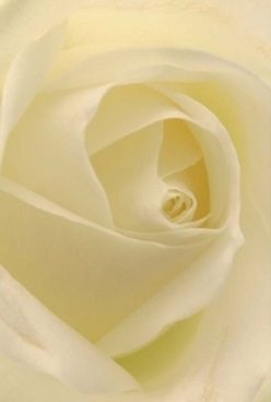 Captured in intimate detail, this cream ivory rose reveals a story of delicate strength and enduring grace, with petals swirling inward in seamless harmony. Each layer shimmers under soft, diffused lighting, casting the bloom in gentle hues of creamy white and faint lemon, reminiscent of the tranquil ambiance in the gardens around Mitcham. The velvety texture invites contemplation, while the spiral form draws the heart toward the centre-a symbol of pure affection or comfort, perfect for an anniversary bouquet or a quiet moment of remembrance. The understated, sweet fragrance seems to linger in the air, much like the peace you feel on a quiet walk along Cricket Green. The image embodies the artistry that goes into floral design in Mitcham, where florists understand how to express every emotion-from joy to solace-through the language of flowers. This rose, in its quiet sophistication and soft illumination, stands as an emblem of timeless sentiment and bespoke care, destined to bring light and comfort to homes throughout Mitcham.