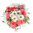 This meticulously crafted bouquet channels the cheer of Mitcham's spring gardens, combining crisp white daisies with broad petals and zesty lime centers, and lush, coral-pink carnations whose ruffled blossoms create depth and vibrancy throughout the composition. Wisps of baby's breath drift across the arrangement, their feathery forms reminiscent of the delicate flowers found along the paths of Mitcham Common. Nestling among the blooms are slender buds of alstroemeria, their subtle pink and purple streaks hinting at blossoms yet to peak-suggesting hope and new beginnings. Lush green foliage and sprigs of silvery eucalyptus bring balance, their varied textures and tones framing the bouquet and reflecting the natural beauty of local parks. The round shape and full appearance of the bouquet convey a sense of warmth and gentle celebration, perfect for marking birthdays, anniversaries, or sending encouragement to a neighbour in the heart of Mitcham. Fresh, modern, and full of local charm, this bouquet is designed to bring joy directly from the florist's shop to homes and offices along London Road and beyond.